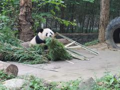 -都江堰中华大熊猫苑