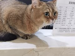 -艾贝尔宠物医院 ·内科全科(梁溪路店)