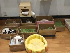 -猫色咖啡·猫咖