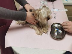 -安安宠医宠物医院·异宠·犬猫内科(岳阳分院)