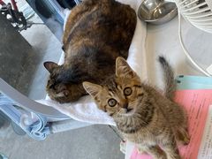 -关爱宠物医院·猫科中心·消化科(滨湖万达分院)