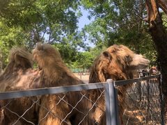 -长白岛森林公园