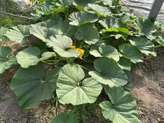 -马陆小张葡萄园农家乐