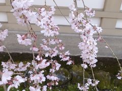 -醍醐寺