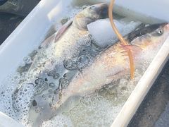 -团泊镇示范集贸市场