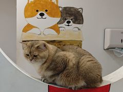 -柴迷FANS CLUB·柴犬狗咖·猫咖