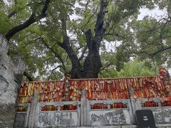 -大槐树寻根祭祖园