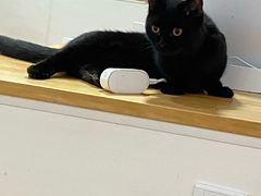 -李小姐の猫咖啡馆(五角场店)