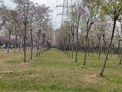 -广东花都湖国家湿地公园