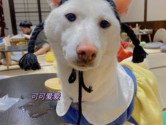-逗柴咖啡屋·狗咖猫咖宠物桌游