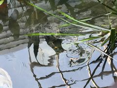 -活水公园