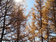 -塞罕坝国家级自然保护区