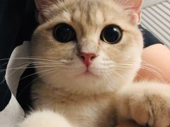 -东方名猫馆·英短金渐层布偶猫舍(环线广场1号楼店)