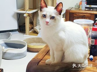 宠物幼儿园,猫咪洗剪吹,济南 家庭寄养,散养