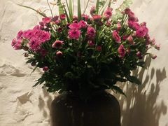 -Apollo·西班牙小酒馆(安福路店)