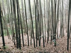 -杭州黄龙洞