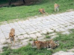 -深圳野生动物园
