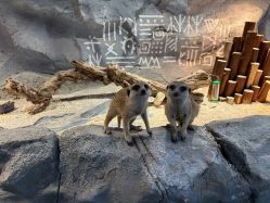 -Zoolung Zoolung动物主题公园(海信广场店)