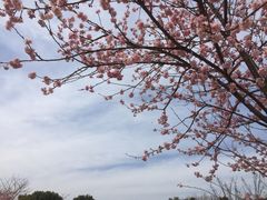 -顾村公园
