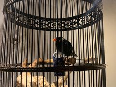 -清真·京华源铜锅涮肉(丰庆店)