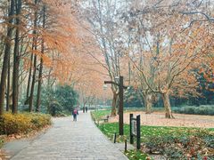 -上海共青森林公园