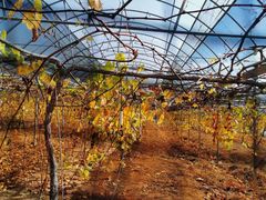 -海堤葡萄园中小学生研学基地