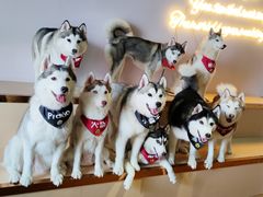 -Husky Go! 哈士奇体验馆·宠物咖啡厅狗咖