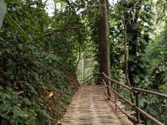 -西双版纳原始森林公园