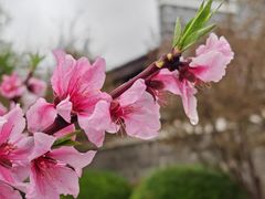 -八大山人梅湖景区