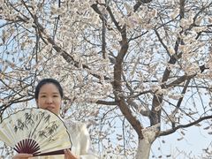 -桃花堤公园