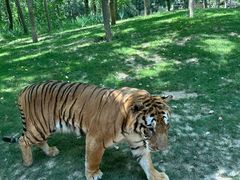 -北京野生动物园