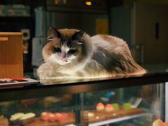 -咖法森林·咖啡  酒吧(天河店)