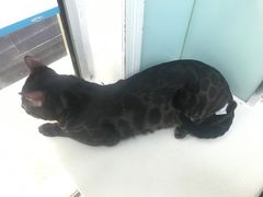 -纳吉亚猫专科动物诊疗中心(蒋宅口分院)