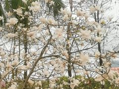 -东莞植物园