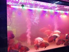 -中环花鸟鱼虫市场
