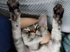 -十年猫舍·猫咪专门店(普陀店)