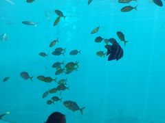 -瑞德姆美人鱼海底演艺主题餐厅(亚龙湾店)