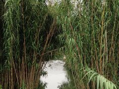 -白鹭湾湿地公园