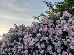 -丹东路渡口(轮渡站)