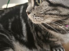 -藏猫猫咖啡主题馆(中央大道店)