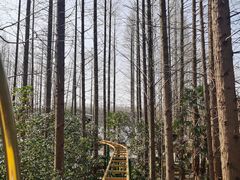 -东平国家森林公园