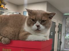 -伟伟宠物医院·CT影像中心·瑞派犬猫综合性门诊(汉口总院)