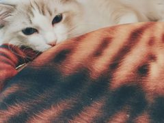 -飞行喵MR PILOT|猫舍·猫咖(静安大融城店)