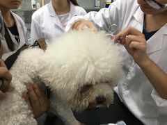 -成都民大动物医院