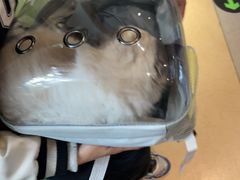 -御宝贝·A梦猫科宠物医院(国际猫友好医院)