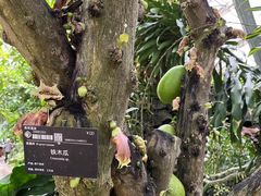 -华南国家植物园-售票处