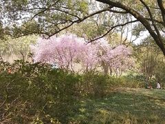 -无锡梅园公园