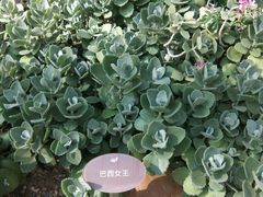 -南山植物园