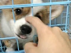 -特一安24小时宠物医院·骨科·中兽医