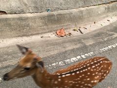 -清迈夜间动物园